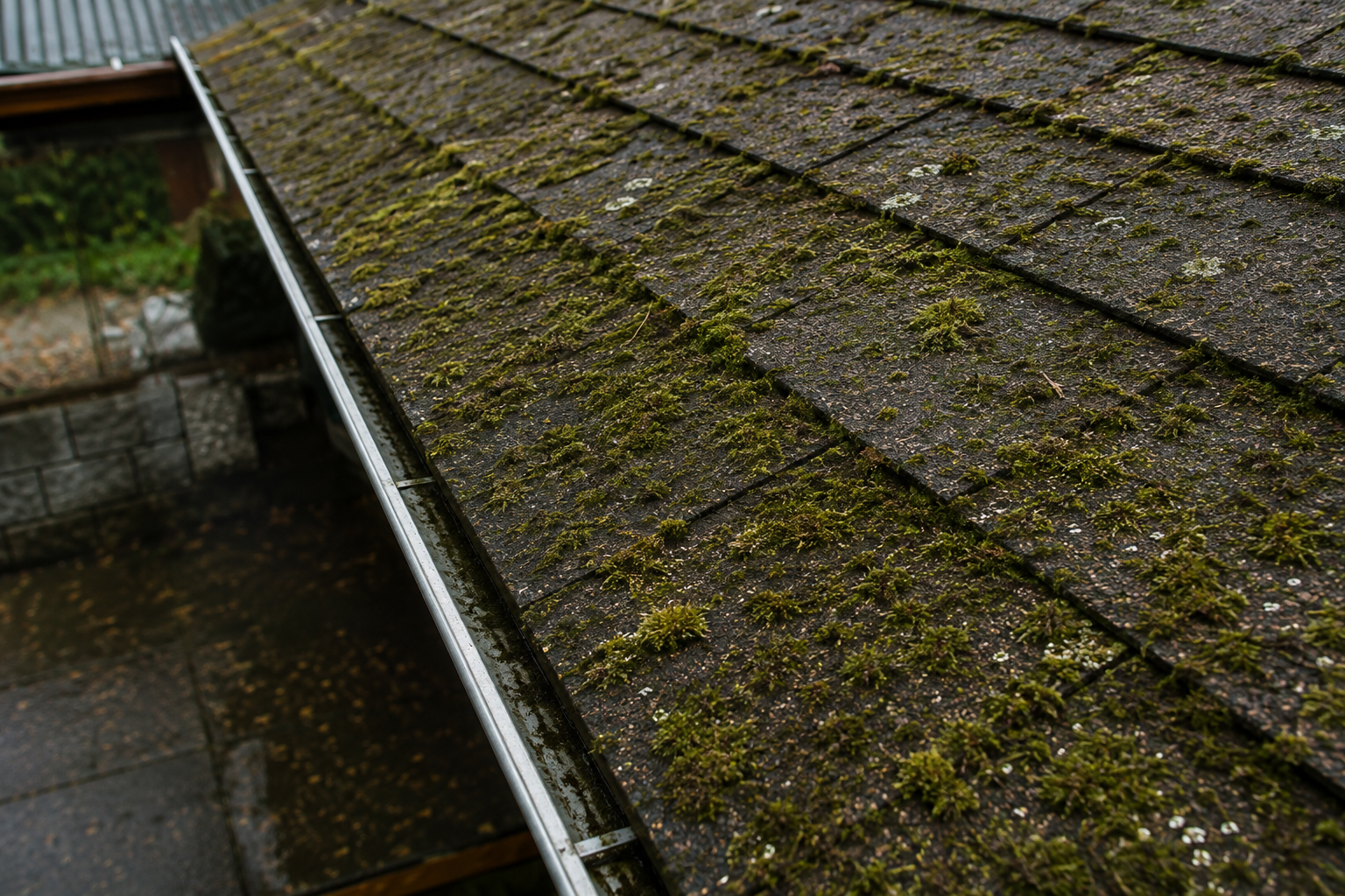 Moss Removal before cleaning