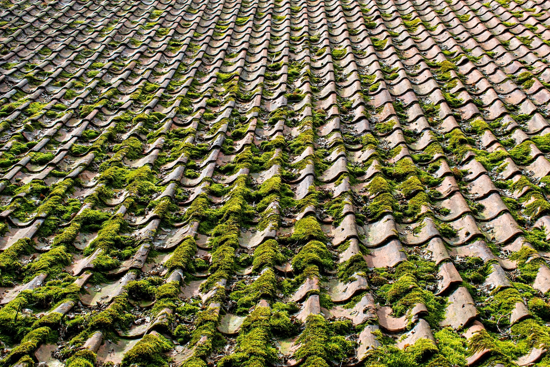 Moss Removal by A3 Exterior Cleaning